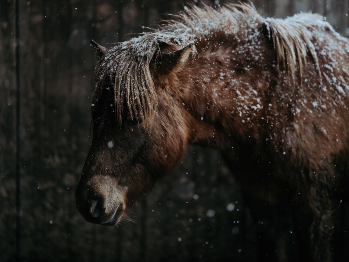 Brown horse in snow 4K