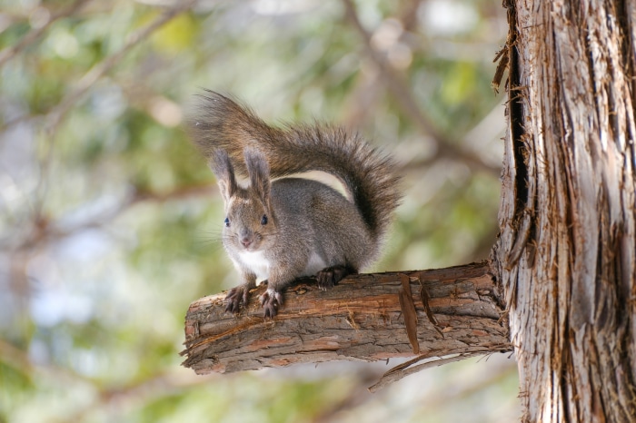 Squirrel on a branch in 4K