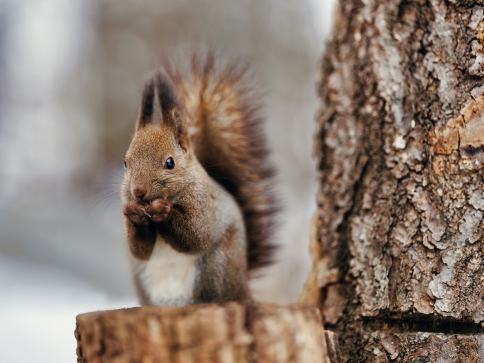 Squirrel eating on a tree stump