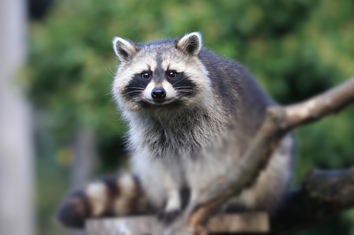 Raccoon sitting on a branch