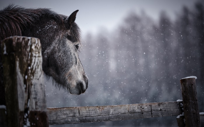 Horse in a Snowy Landscape 4K