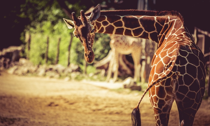 Giraffe in 4K