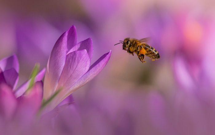 Bee flying towards a purple crocus flower