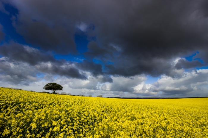 Field of yellow rapeseed flowers with a lone tree and dark clouds