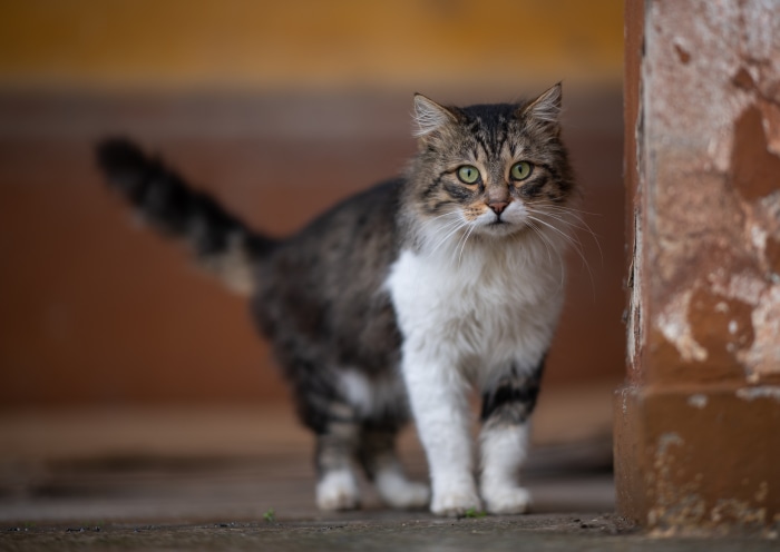 A fluffy cat with green eyes stands on a wooden surface.