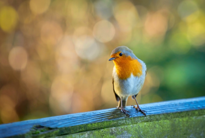 Robin bird on a wooden fence 4K