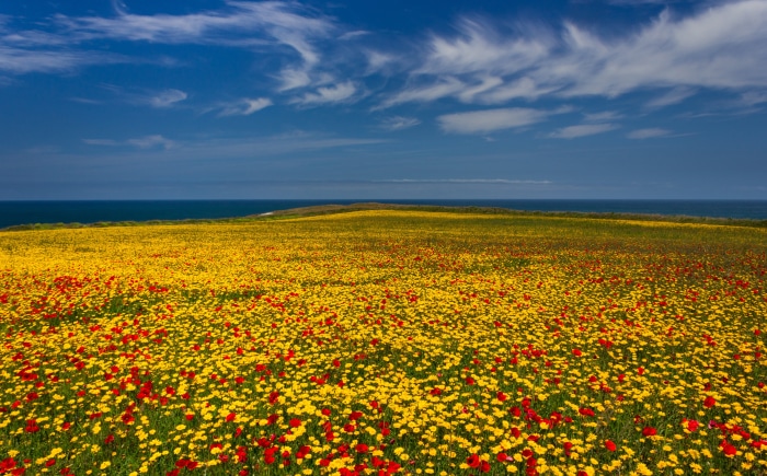Field of yellow and red flowers by the sea