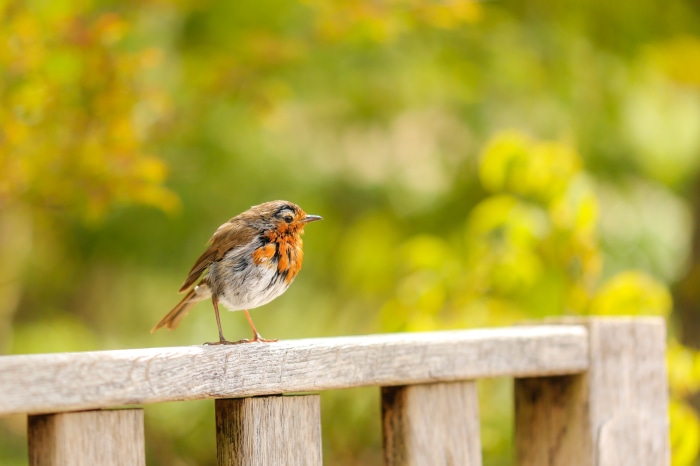 Robin perched on a wooden bench