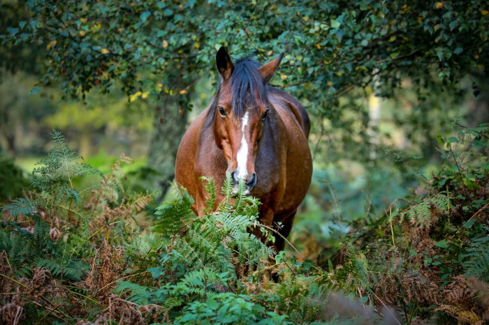 Brown horse in a forest with ferns