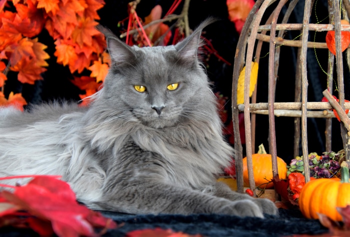 Maine Coon cat with yellow eyes and autumn decorations