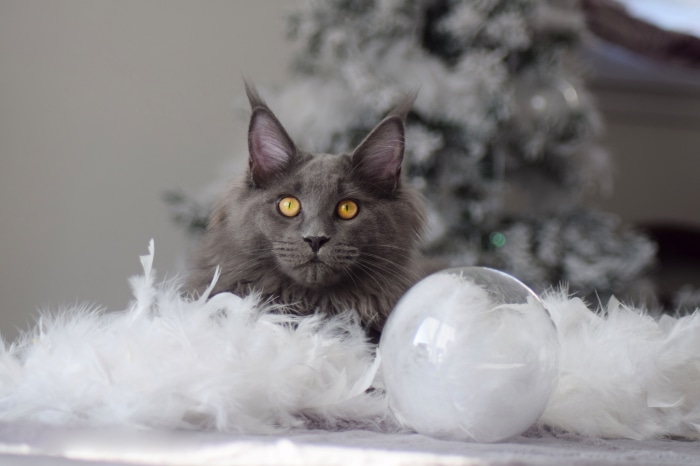 Gray Maine Coon Cat with Yellow Eyes and Christmas Tree
