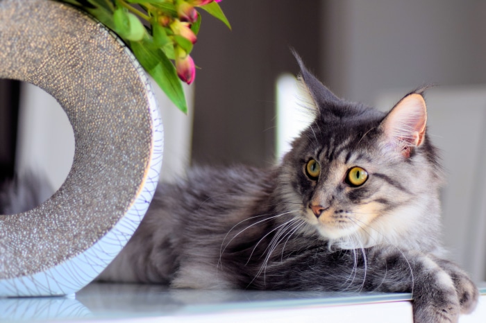 Maine Coon Cat with Flowers 4K