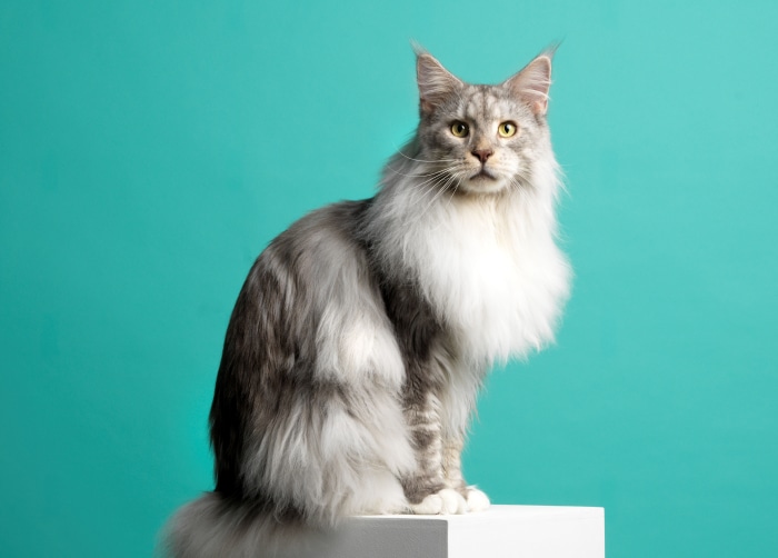 Maine Coon cat sitting on a white surface