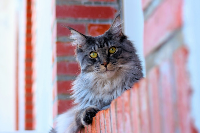 Maine Coon cat with yellow eyes