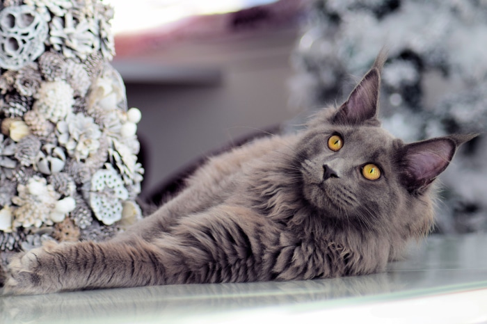 Maine Coon cat with yellow eyes
