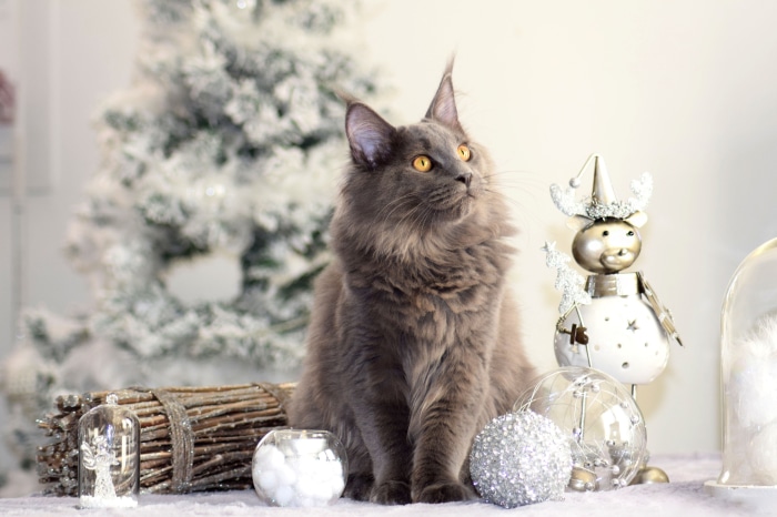 Maine Coon cat with Christmas decorations