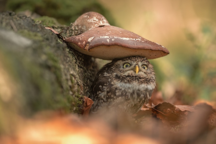 Little owl hiding under a mushroom