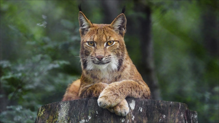 Lynx resting on a tree stump