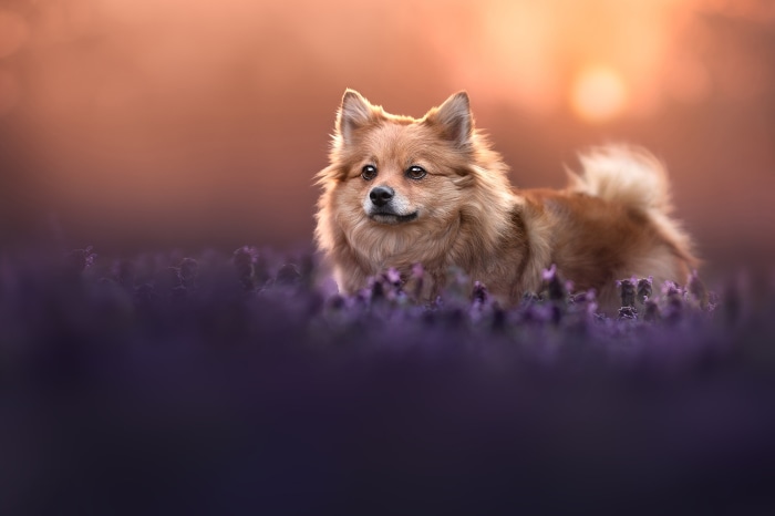 Fluffy Spitz dog in lavender field at sunset
