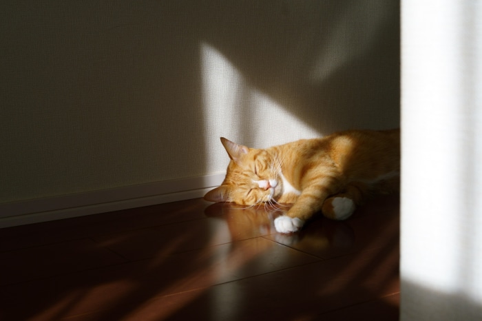Orange tabby cat sleeping in sunlight