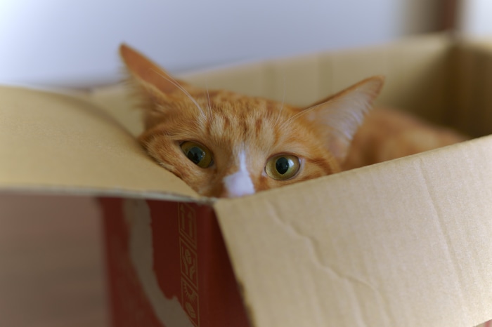 Orange cat peeking out of a cardboard box