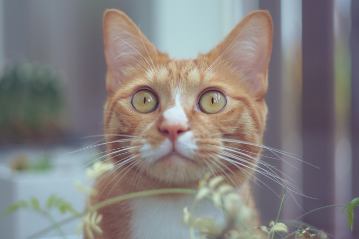 Orange tabby cat with green eyes