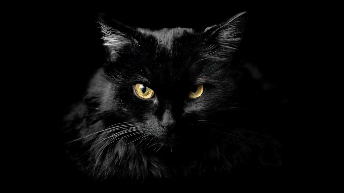 Black cat with yellow eyes 4K