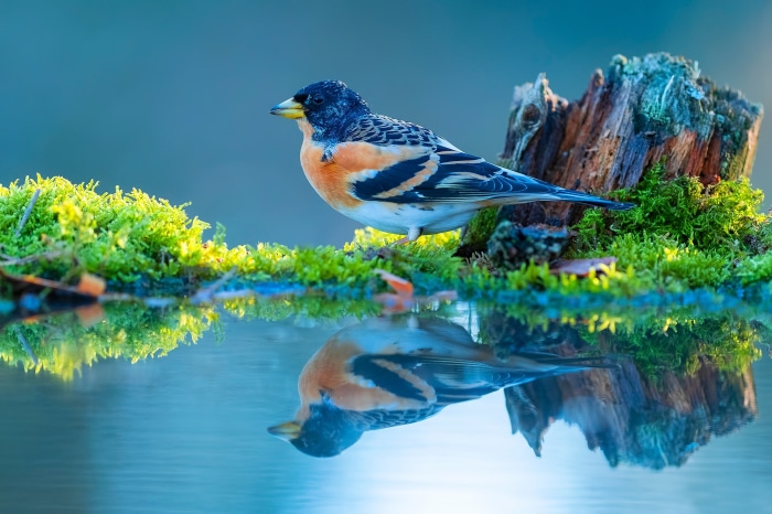 Brambling bird reflected in water