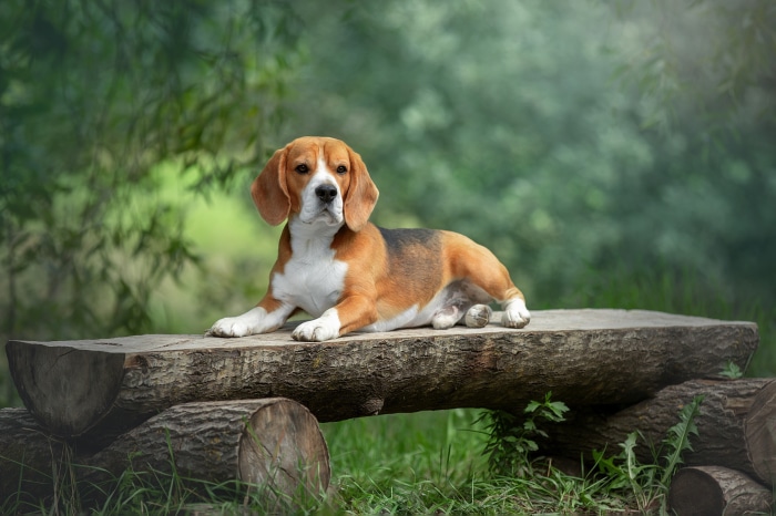 Beagle dog resting on a log bench