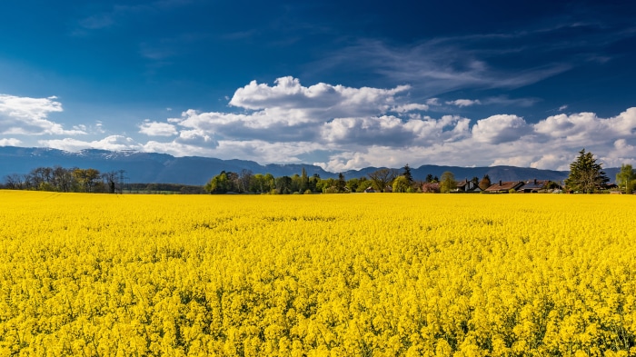 Field of Yellow Flowers with Mountains and Blue Sky