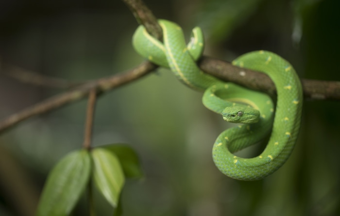 Green pit viper coiled on a branch