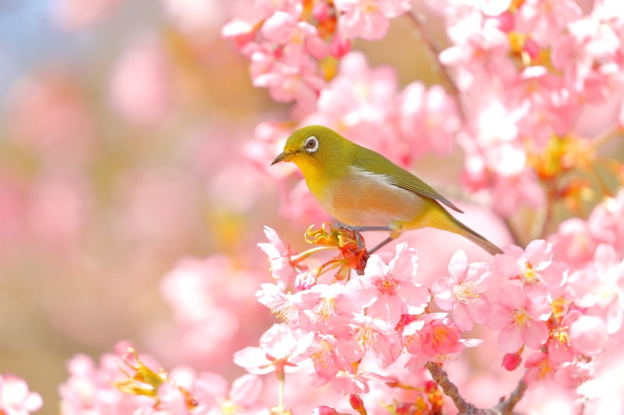 Japanese White-eye Bird on Cherry Blossom Branch