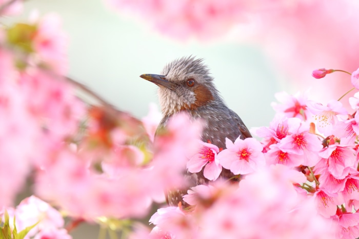 Brown-eared Bulbul bird perched among pink cherry blossoms