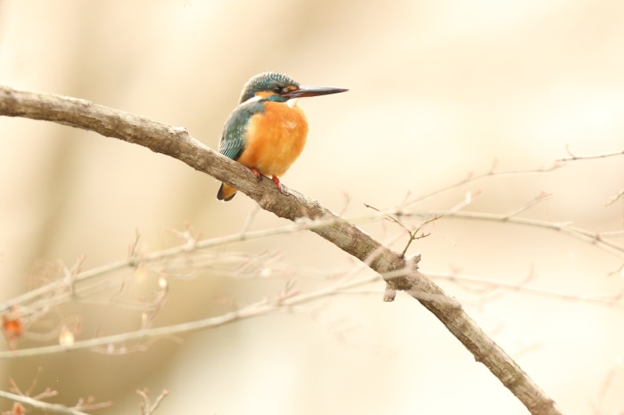 Common Kingfisher perched on a branch 4K