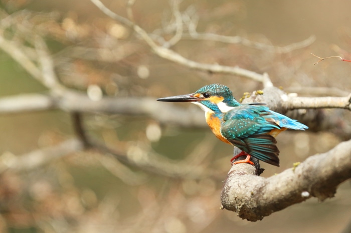 Kingfisher perched on a branch 4K