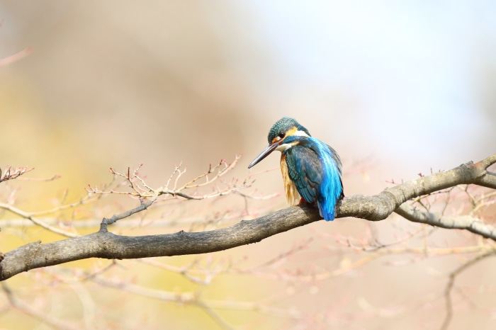 Kingfisher perched on a branch, 4K