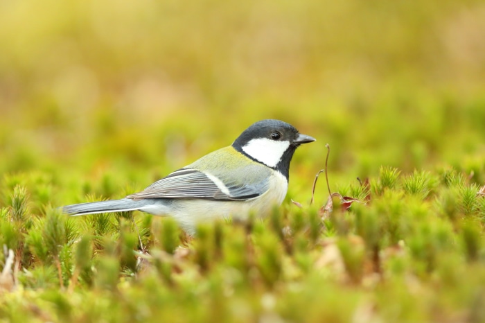 Great Titmouse bird on mossy ground 4K