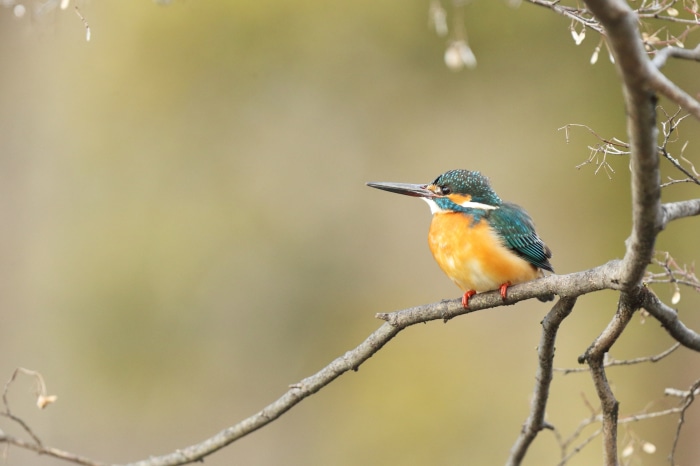 Common Kingfisher perched on a branch