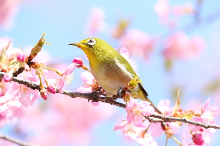 Japanese White-eye Bird on Cherry Blossom Branch 4K