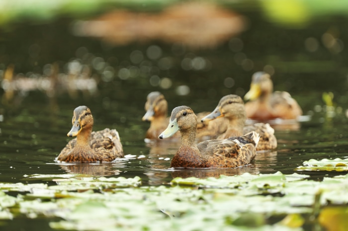 Ducks swimming in a pond with lily pads