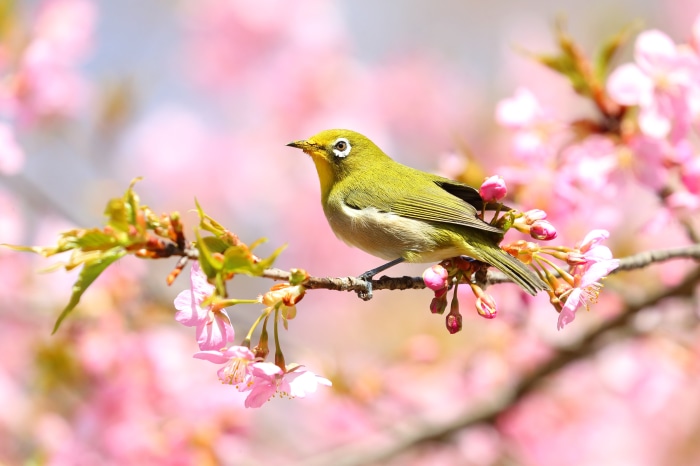 Japanese White-eye Bird on Cherry Blossom Branch 4K