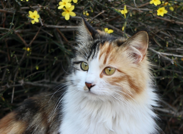 Calico cat with yellow flowers 4K