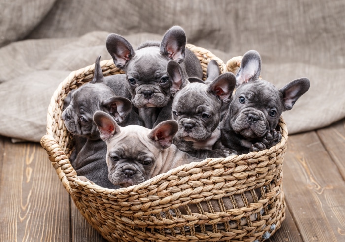 French Bulldog Puppies in a Woven Basket
