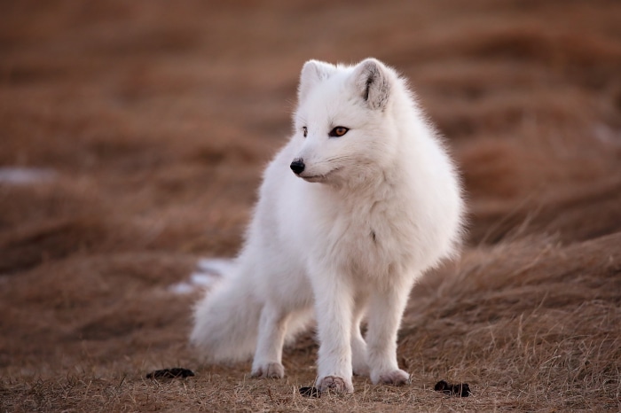 Arctic Fox in a Dry Field