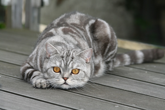 Silver tabby cat lying on wooden deck