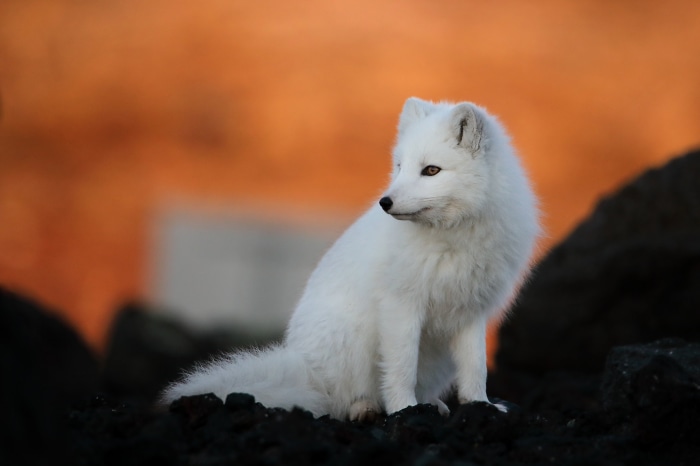Arctic Fox Sitting on Rocks