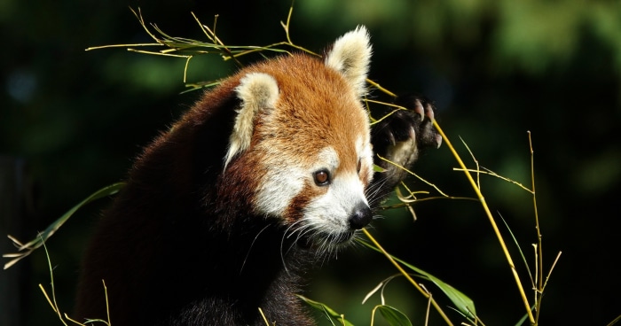 Red Panda eating bamboo