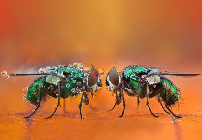 Two green flies with water droplets