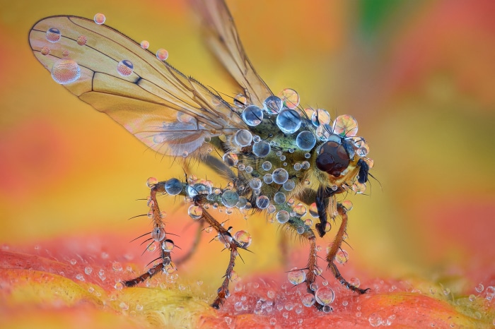 Macro shot of a fly covered in water droplets