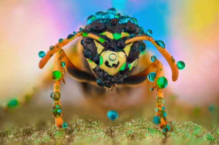 Macro shot of a hornet covered in water droplets